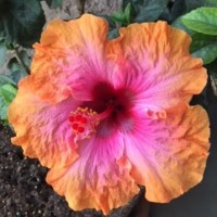 Nancy Maneely